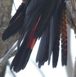 Tail feathers of male (red) and female red-tailed black-cockatoos